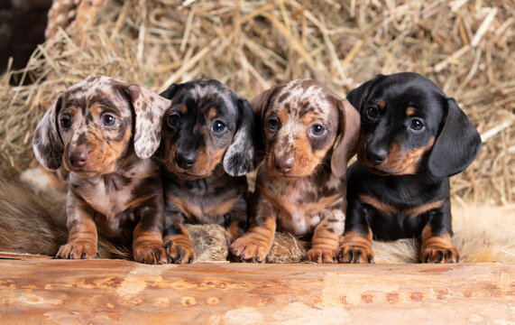 long haired dachshund puppies for sale