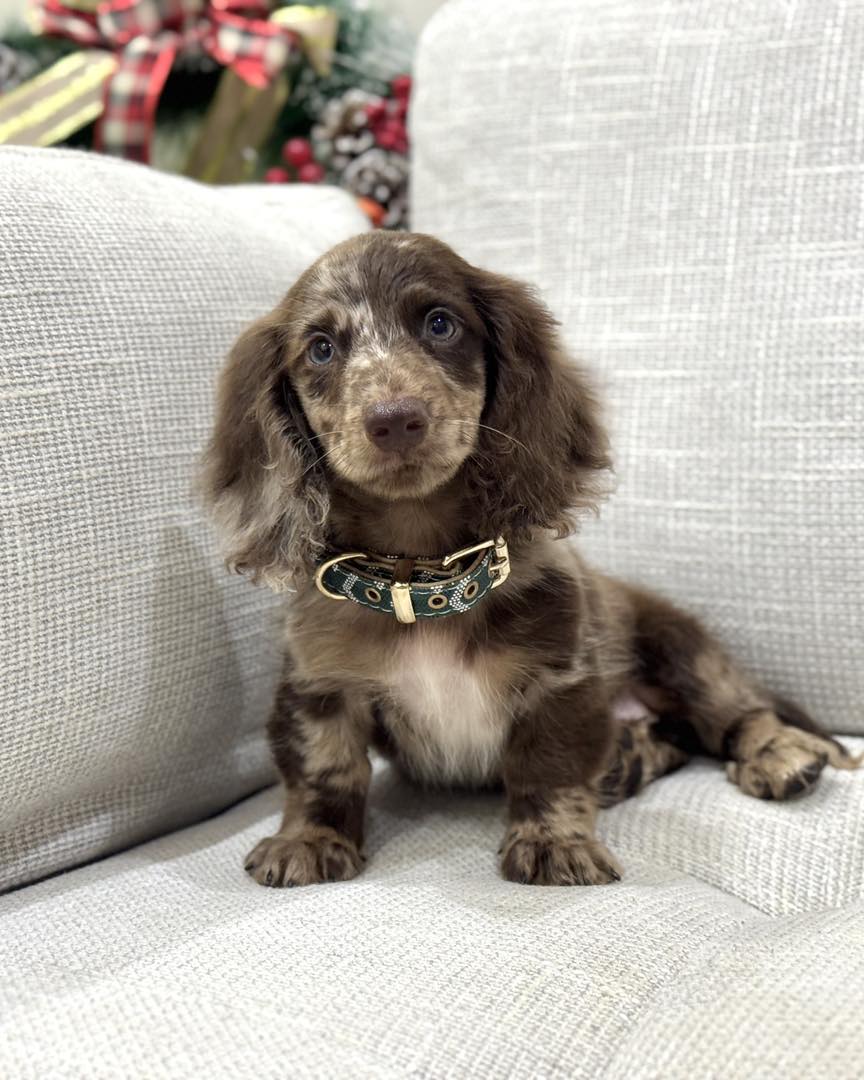 mini dachshund for sale in USA