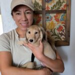 buy or adopt miniature dachshund