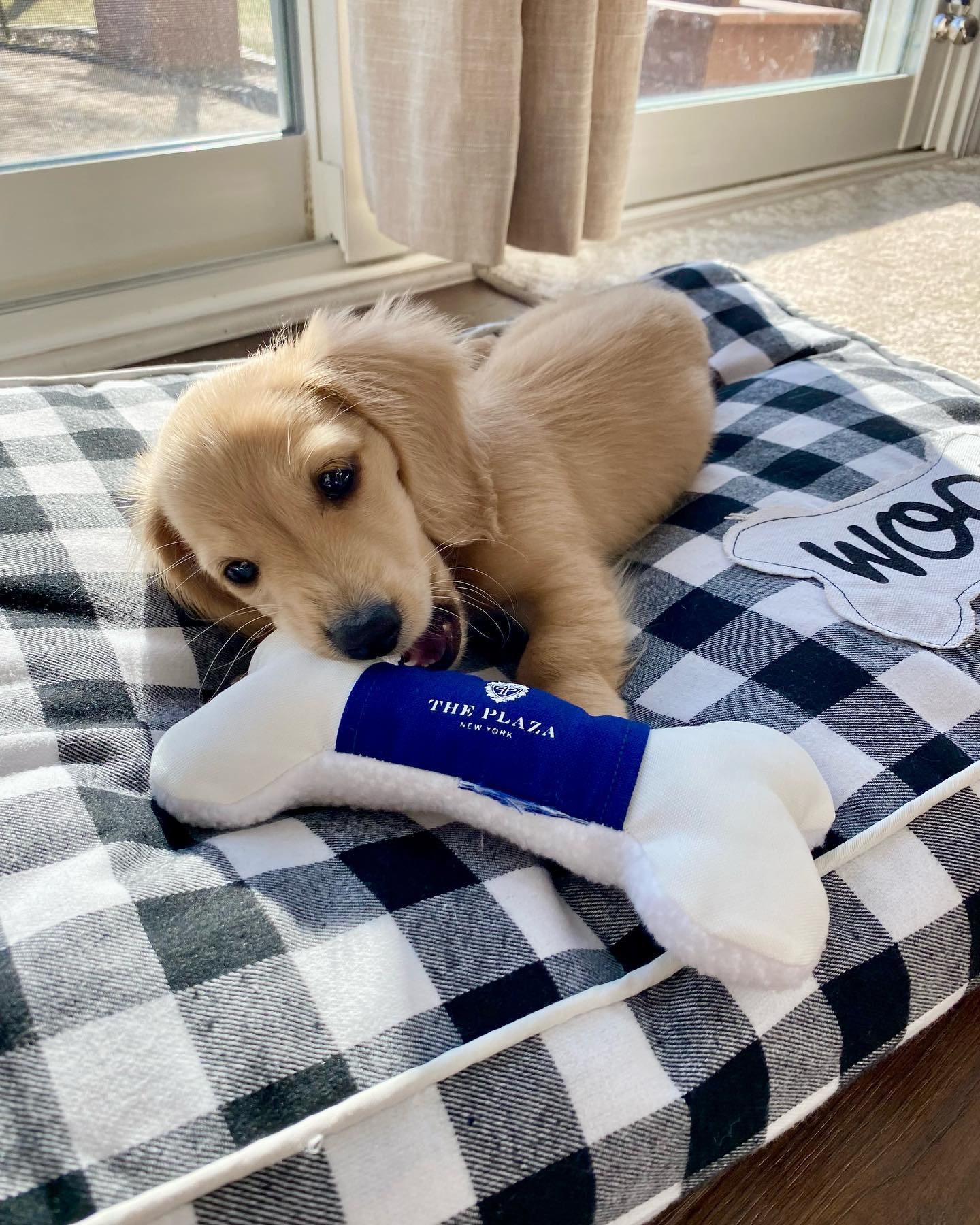 dachshund puppies for sale near me