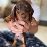 mini dachshund puppies for sale near me