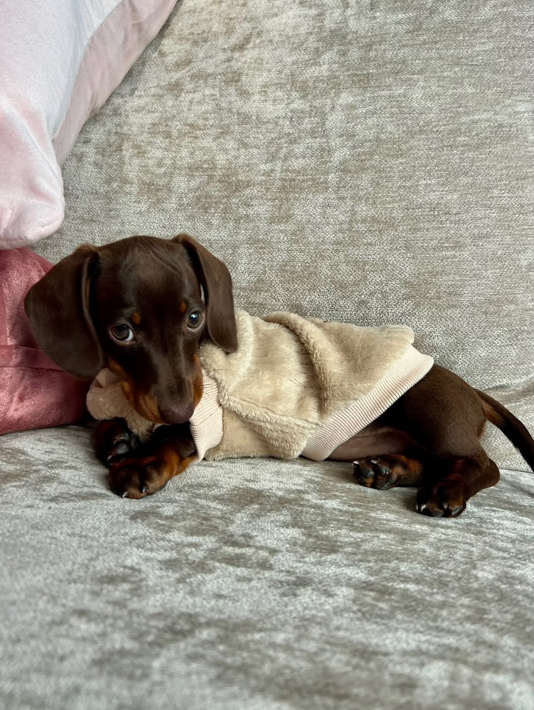 miniature long haired dachshund puppies for sale