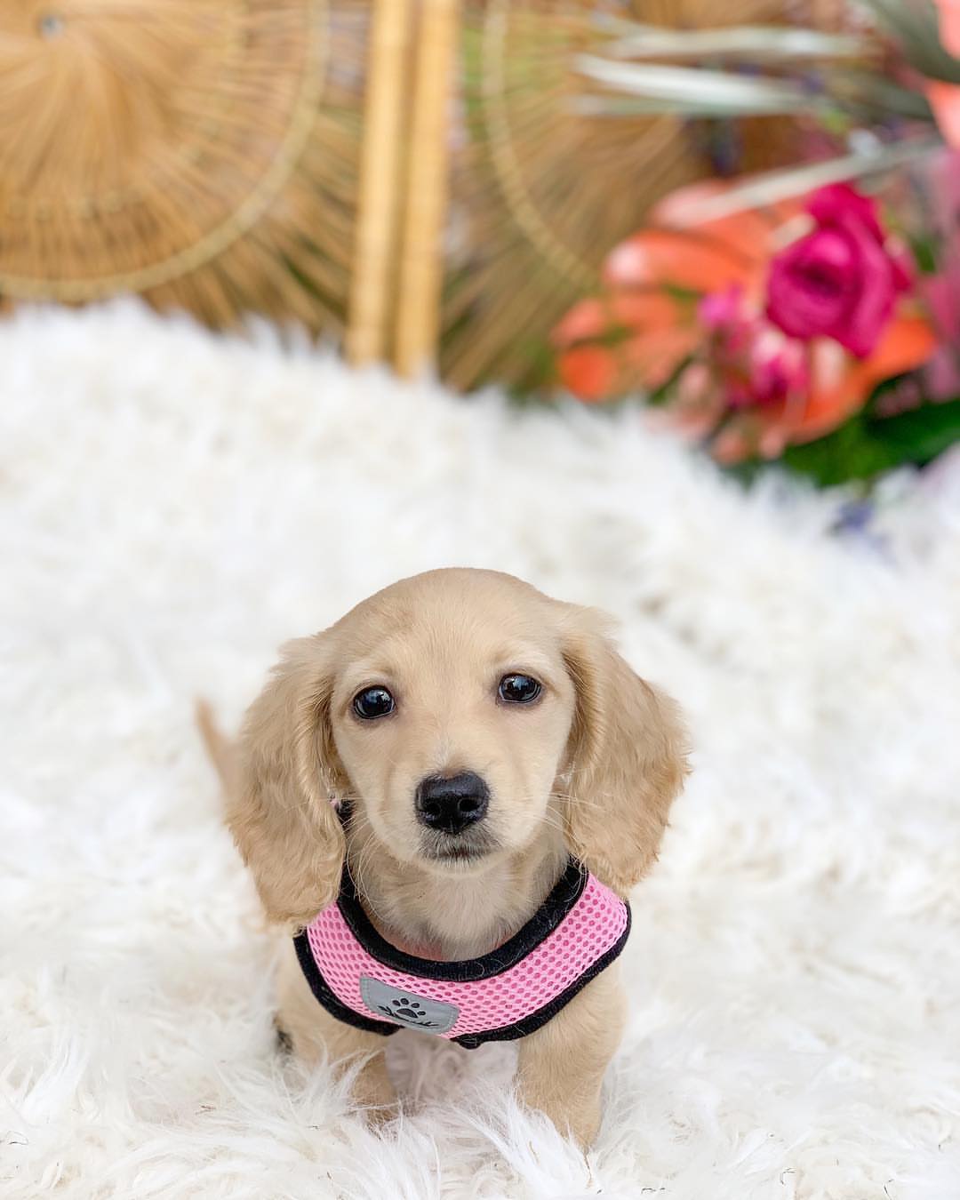buy miniature dachshund in USA