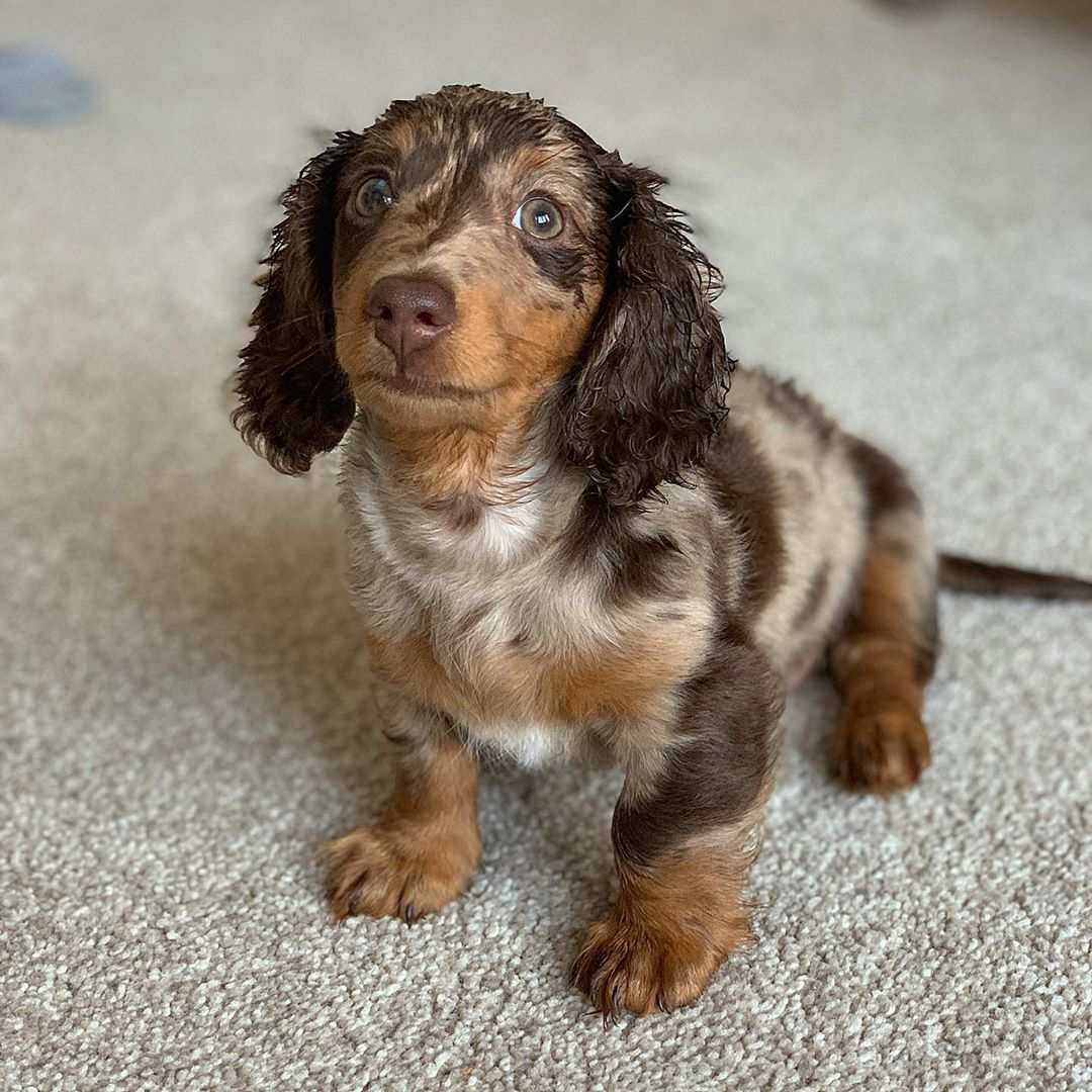Buy dachshund dog in USA