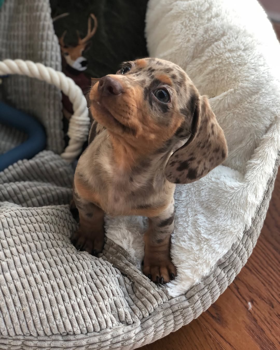 dachshund puppies near me