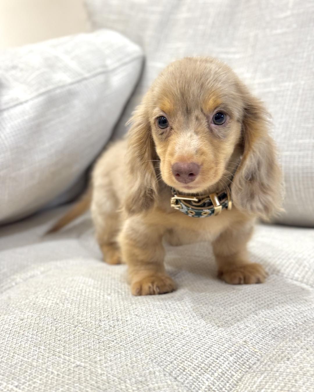 mini dachshund puppies for sale