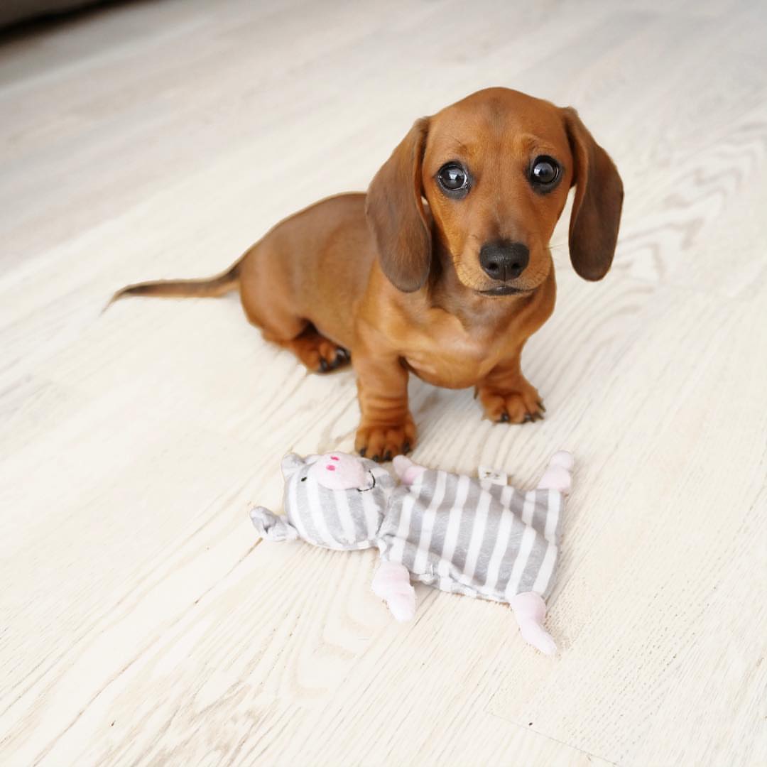 buy dachshund canine