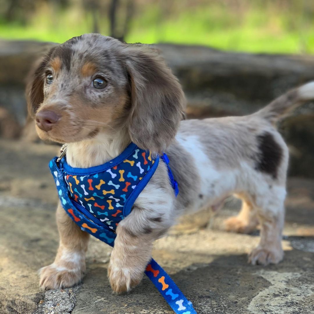 dachshund puppies for sale in USA