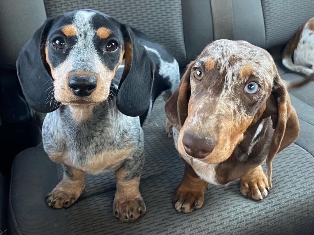mini long haired dachshund puppies for sale