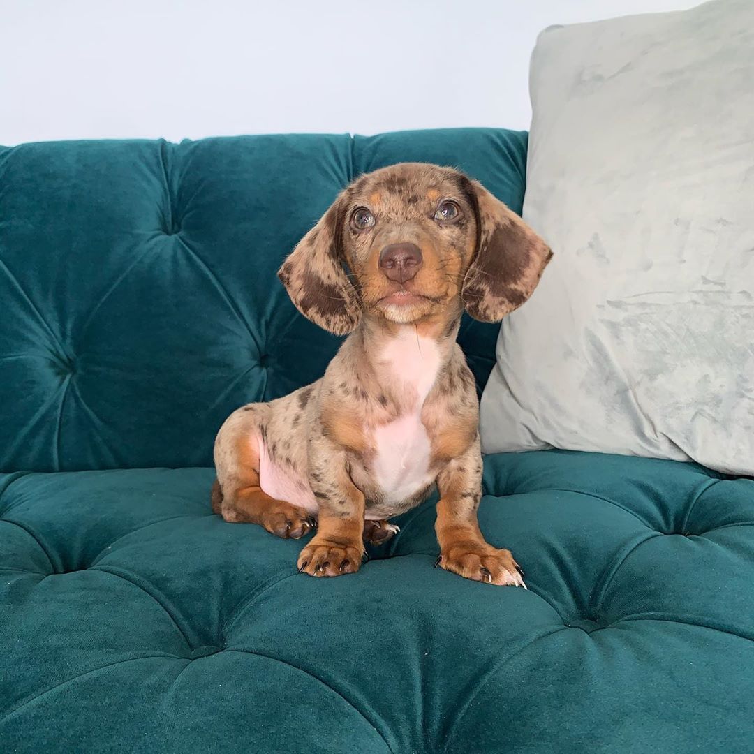 dachshund sausage dog for sale