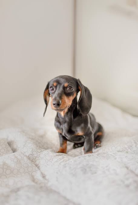 dachshund puppies near me