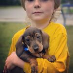 dachshund near me