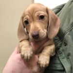 miniature dachshund for sale