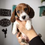 miniature dachshund puppies for sale near me